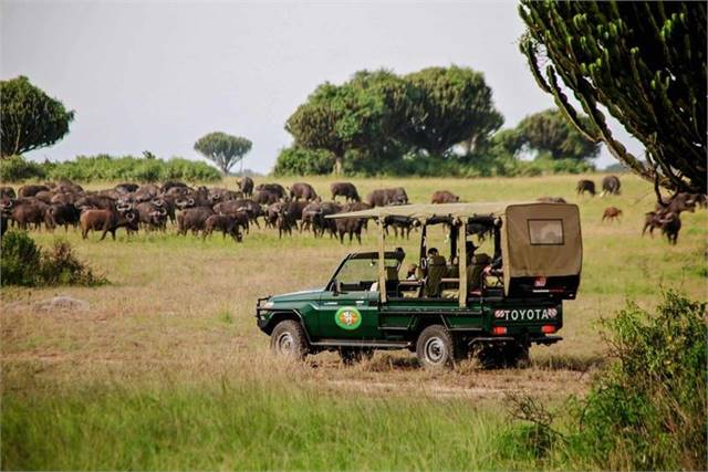 Experience the Wild with Uganda Safari Tours